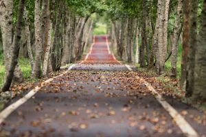 Road with orange leaves on it surrounded by trees
